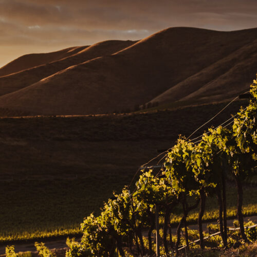 header_vitivinicola